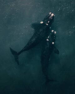 An aerial photo of an adult and child right whale